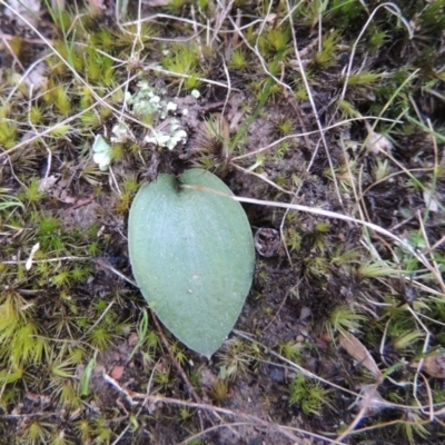 Eriochilus cucullatus (Parson's Bands) at Tennent, ACT - 19 Sep 2015 by MichaelBedingfield