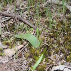 Glossodia major (Wax Lip Orchid) at Tennent, ACT - 19 Sep 2015 by MichaelBedingfield