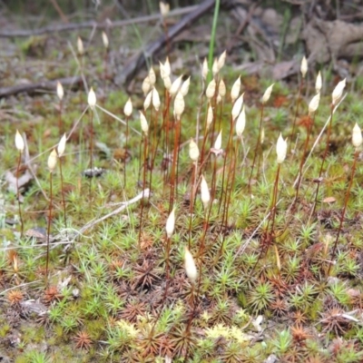 Polytrichum at Tennent, ACT - 19 Sep 2015 by michaelb