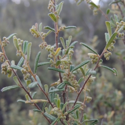 Pomaderris angustifolia (Pomaderris) at Namadgi National Park - 19 Sep 2015 by michaelb