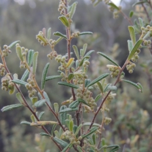 Pomaderris angustifolia at Tennent, ACT - 19 Sep 2015