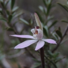 Caladenia fuscata (Dusky Fingers) at Tennent, ACT - 19 Sep 2015 by michaelb