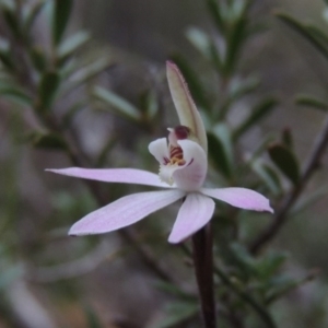 Caladenia fuscata at Tennent, ACT - 19 Sep 2015