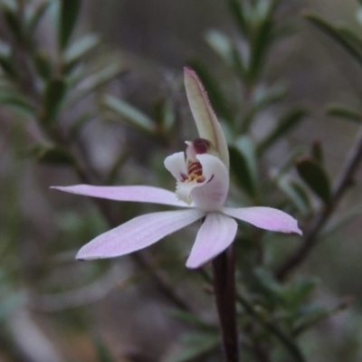 Caladenia fuscata (Dusky Fingers) at Tennent, ACT - 19 Sep 2015 by MichaelBedingfield