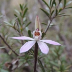 Caladenia fuscata at Tennent, ACT - 19 Sep 2015