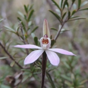 Caladenia fuscata at Tennent, ACT - 19 Sep 2015