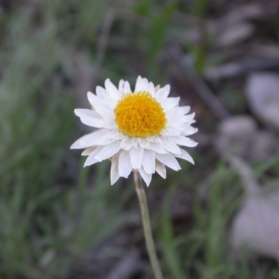 Leucochrysum albicans subsp. tricolor (Hoary Sunray) at Majura, ACT - 17 Sep 2015 by waltraud