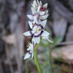 Wurmbea dioica subsp. dioica (Early Nancy) at Majura, ACT - 18 Sep 2015 by waltraud