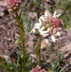 Stackhousia monogyna (Creamy Candles) at Majura, ACT - 18 Sep 2015 by waltraud