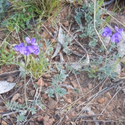 Swainsona sericea (Silky Swainson-Pea) at Red Hill Nature Reserve - 20 Sep 2015 by MichaelMulvaney