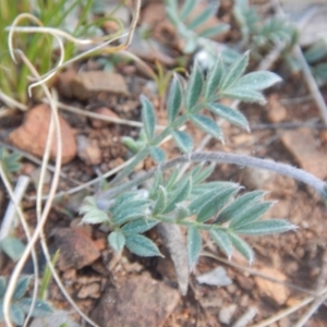 Swainsona sericea at Deakin, ACT - 20 Sep 2015 02:53 PM