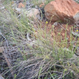 Calotis lappulacea at Deakin, ACT - 20 Sep 2015 02:54 PM