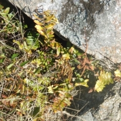 Pellaea calidirupium (Hot Rock Fern) at Garran, ACT - 29 Aug 2015 by MichaelMulvaney