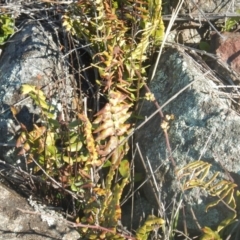 Pellaea calidirupium at Garran, ACT - 29 Aug 2015