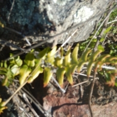 Pellaea calidirupium at Garran, ACT - 29 Aug 2015