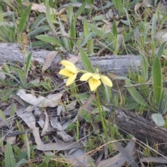 Diuris chryseopsis (Golden Moth) at Hughes, ACT - 20 Sep 2015 by MichaelMulvaney