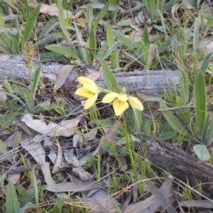 Diuris chryseopsis at Hughes, ACT - suppressed