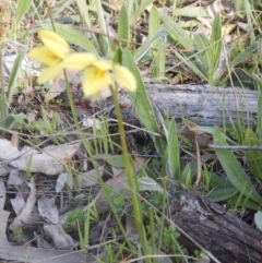 Diuris chryseopsis at Hughes, ACT - suppressed