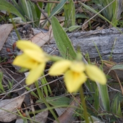 Diuris chryseopsis at Hughes, ACT - suppressed