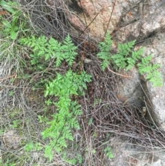 Cheilanthes austrotenuifolia (Rock Fern) at Stromlo, ACT - 21 Sep 2015 by dcnicholls