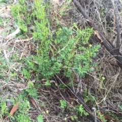 Cheilanthes sieberi (Rock Fern) at Stromlo, ACT - 21 Sep 2015 by dcnicholls