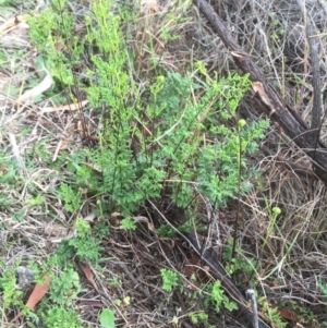 Cheilanthes sieberi at Stromlo, ACT - 21 Sep 2015