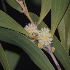 Acacia melanoxylon (Blackwood) at Tennent, ACT - 19 Sep 2015 by MichaelBedingfield