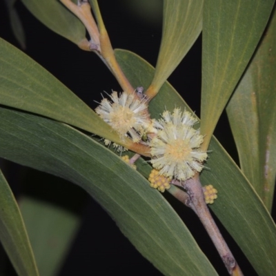 Acacia melanoxylon (Blackwood) at Namadgi National Park - 19 Sep 2015 by michaelb