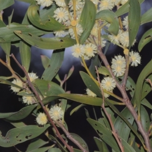 Acacia melanoxylon at Tennent, ACT - 19 Sep 2015