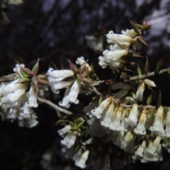 Leucopogon fletcheri subsp. brevisepalus (Twin Flower Beard-Heath) at Namadgi National Park - 19 Sep 2015 by michaelb