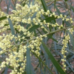 Acacia floribunda (White Sally Wattle, Gossamer Wattle) at Isaacs Ridge - 21 Sep 2015 by Mike