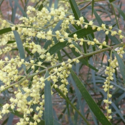 Acacia floribunda (White Sally Wattle, Gossamer Wattle) at Isaacs, ACT - 21 Sep 2015 by Mike