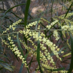 Acacia floribunda at Isaacs Ridge - 21 Sep 2015