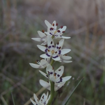 Wurmbea dioica subsp. dioica (Early Nancy) at Tharwa, ACT - 21 Sep 2015 by michaelb