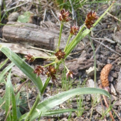 Luzula densiflora (Dense Wood-rush) at Isaacs Ridge and Nearby - 21 Sep 2015 by Mike