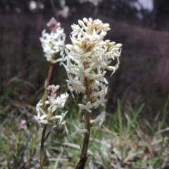 Stackhousia monogyna (Creamy Candles) at Tharwa, ACT - 21 Sep 2015 by michaelb