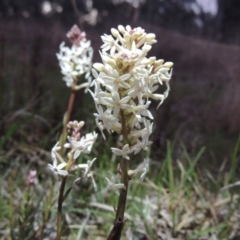 Stackhousia monogyna (Creamy Candles) at Point Hut to Tharwa - 21 Sep 2015 by michaelb