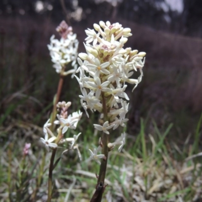 Stackhousia monogyna (Creamy Candles) at Tharwa, ACT - 21 Sep 2015 by michaelb