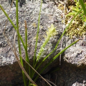 Carex breviculmis at Isaacs Ridge - 21 Sep 2015