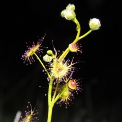 Drosera gunniana (Pale Sundew) at Tharwa, ACT - 21 Sep 2015 by michaelb