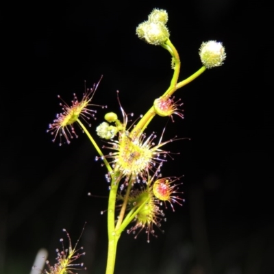 Drosera gunniana (Pale Sundew) at Tharwa, ACT - 21 Sep 2015 by MichaelBedingfield