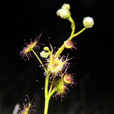 Drosera gunniana (Pale Sundew) at Tharwa, ACT - 21 Sep 2015 by michaelb