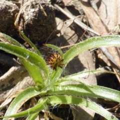 Luzula densiflora (Dense Wood-rush) at Isaacs Ridge and Nearby - 21 Sep 2015 by Mike