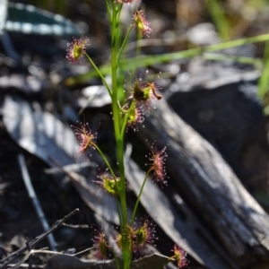 Drosera sp. at Canberra Central, ACT - 21 Sep 2015 10:04 AM