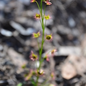 Drosera sp. at Canberra Central, ACT - 21 Sep 2015
