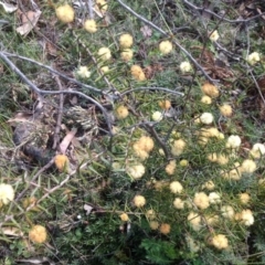 Acacia ulicifolia (Prickly Moses) at Mount Mugga Mugga - 22 Sep 2015 by Mike