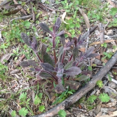 Ajuga australis (Austral Bugle) at Mount Mugga Mugga - 22 Sep 2015 by Mike