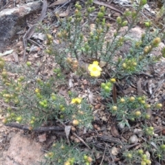 Hibbertia sp. (Guinea Flower) at Mount Mugga Mugga - 22 Sep 2015 by Mike