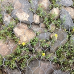 Ranunculus papulentus (Large River Buttercup) at Mount Mugga Mugga - 22 Sep 2015 by Mike