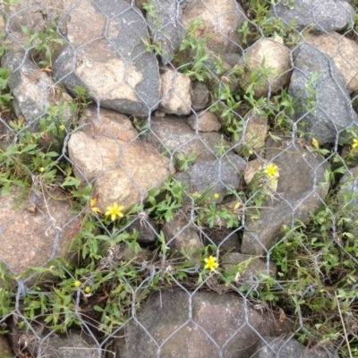 Ranunculus papulentus (Large River Buttercup) at O'Malley, ACT - 22 Sep 2015 by Mike